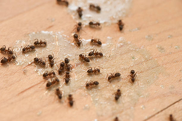 Best Cockroach Control Services  in New Mford, IL